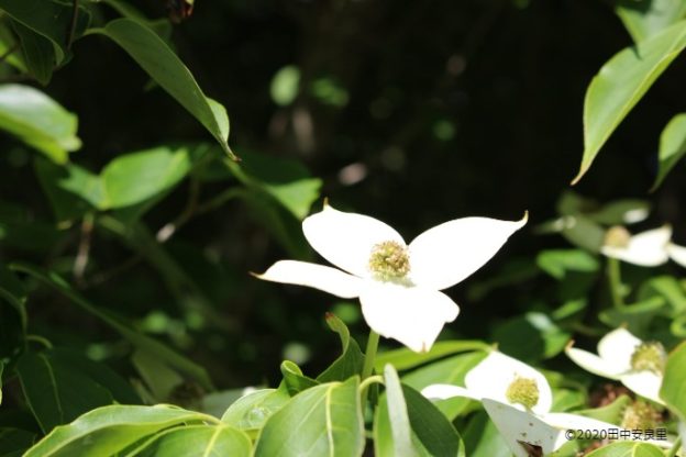 ヤマボウシの花