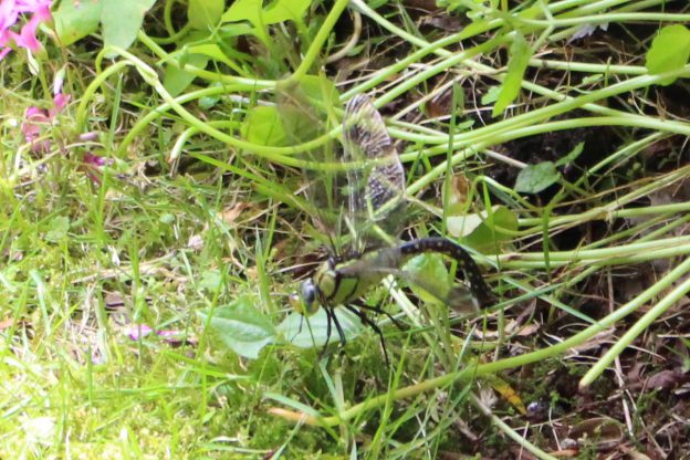 庭にオニヤンマが来ました！