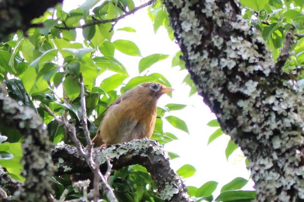 いったい誰の鳴きまね!?今年も庭にガビチョウが来ました!
