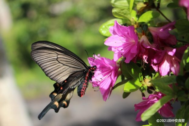 妖しい魅力！ジャコウアゲハが庭に来ました！