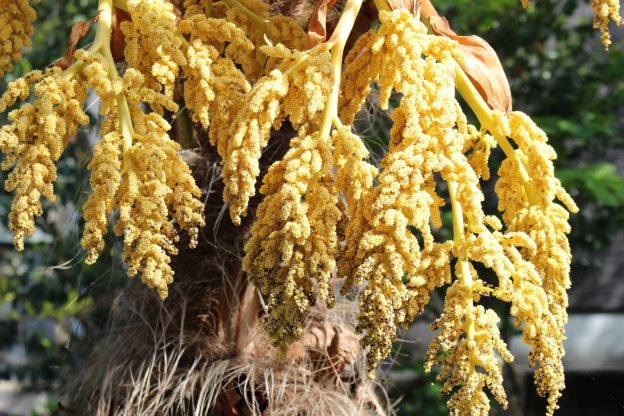 シュロの花、その後こうなりました!