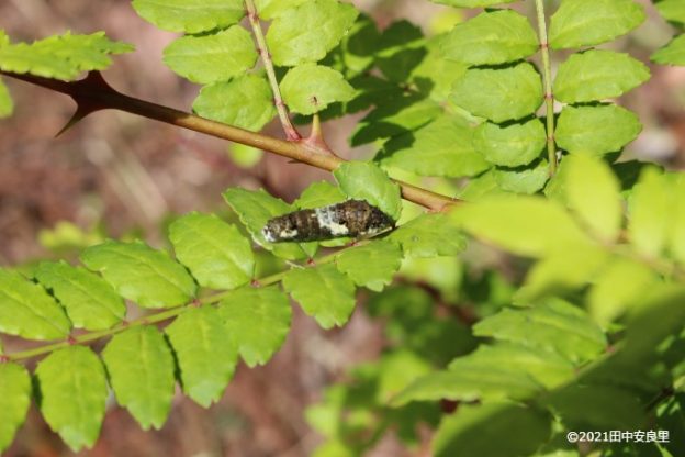 「アゲハチョウの幼虫付きサンショウの幼木」をプレゼントされました！