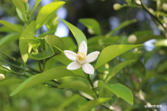 柑橘の花の写真