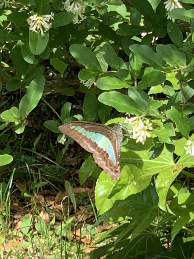 アオスジアゲハが庭にやってきました！