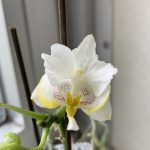 マイクロ胡蝶蘭の花が再び咲きました！
