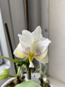 マイクロ胡蝶蘭の写真