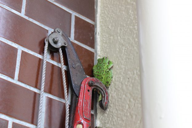 やっぱりモリアオガエル!?5月下旬から庭に住み着いているカエルの鳴き声