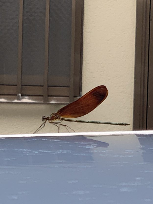 庭にミヤマカワトンボがやってきました！