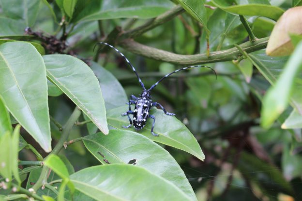 庭でゴマダラカミキリを発見！