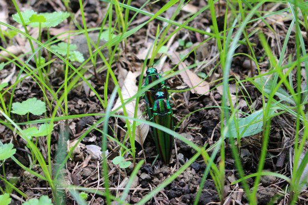 宝物が落ちてきたと思ったらタマムシでした！