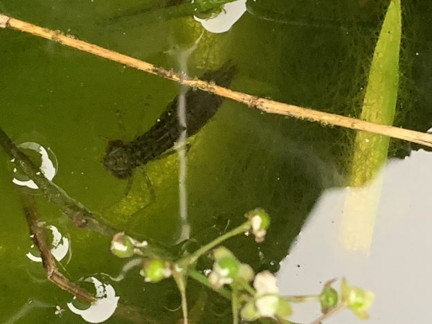庭でヤゴを見つけました！