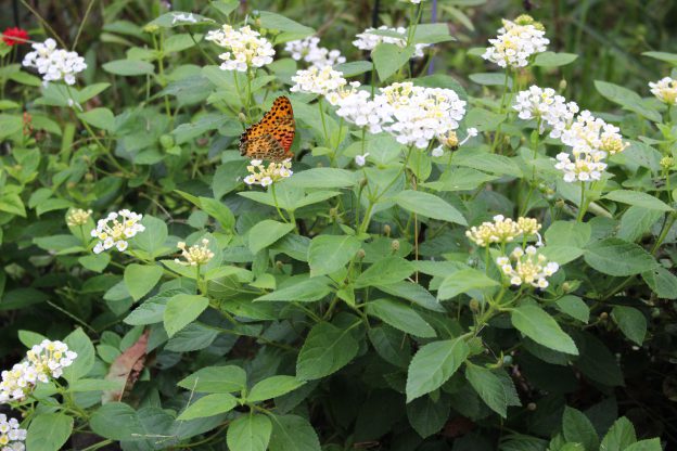 10月は庭が静かで蝶の観賞に向いています。