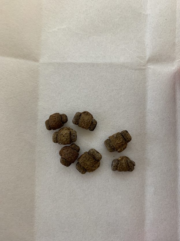 金運アップのお守りに！カラスウリの種をお正月に配る