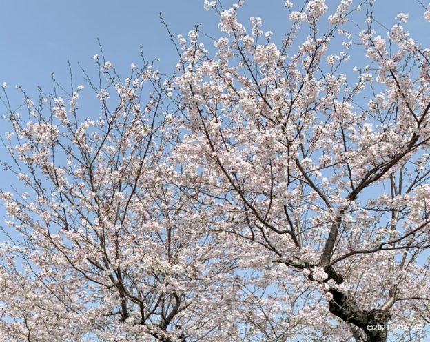 大きな決断。サクラの樹を2本切りました。