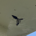 こんなところにですか！？シジュウカラが家の軒天の塗装の水ぶくれに巣を作りました！