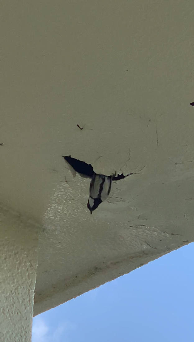 こんなところにですか！？シジュウカラが家の軒天の塗装の水ぶくれに巣を作りました！