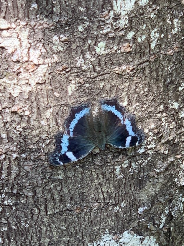 本当に瑠璃色！ルリタテハが庭に来ました！