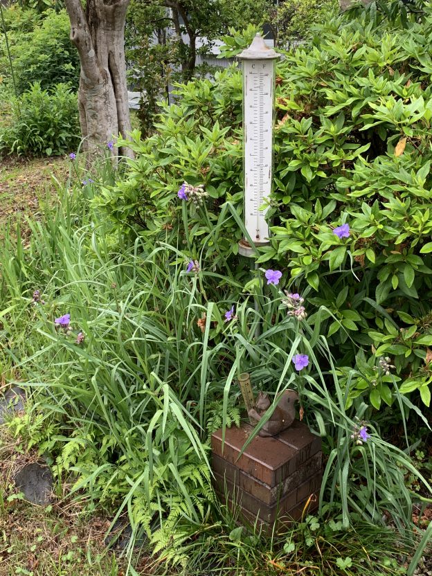 東海地方は梅雨入りしました