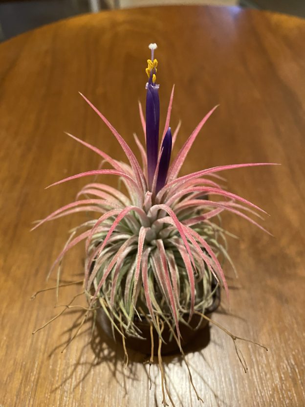 きれいすぎてこわい!エアープランツ(ティランジア)の花が咲きました!