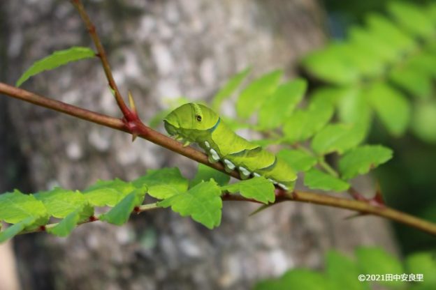 いた!隠れてた!アゲハチョウの幼虫が脱皮していました!