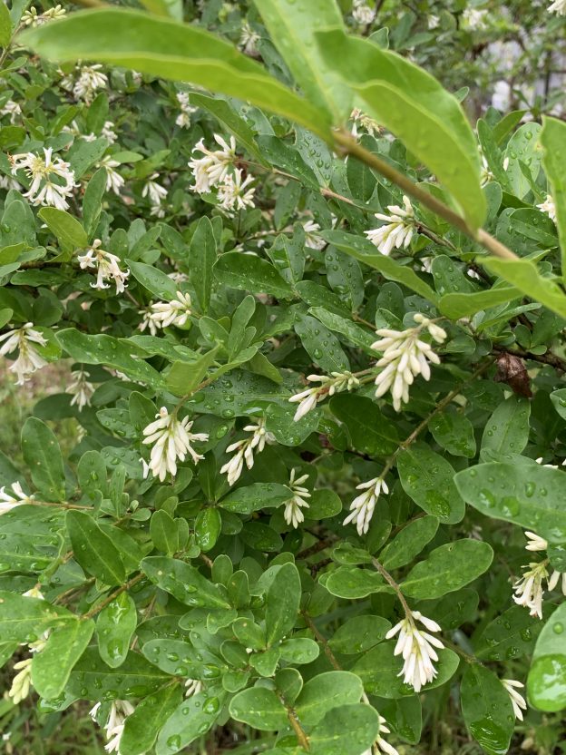 ライラックだと思っていたら、いつの間にかイボタノキ!?