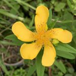 花びらが左右対称じゃない！トモエソウが咲きました！