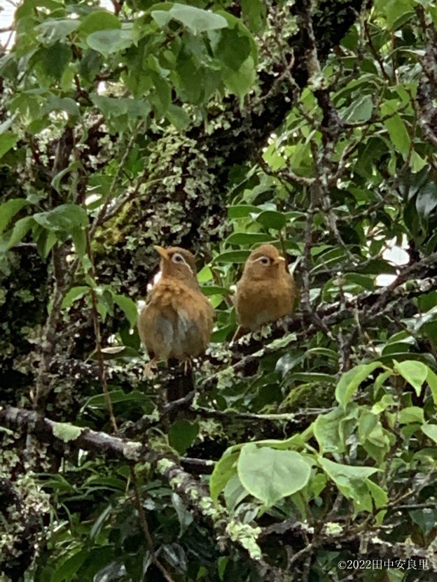 春にウグイスの鳴きまねをしていたと思われるガビチョウがパートナーらしきガビチョウを連れて現れる