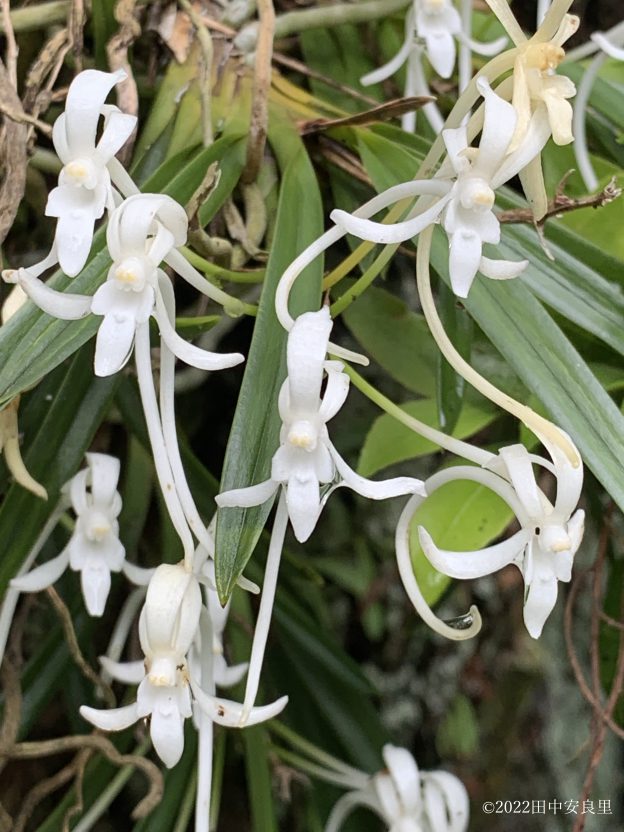 庭のウメの木に着生しているフウラン(風蘭)の花が咲く