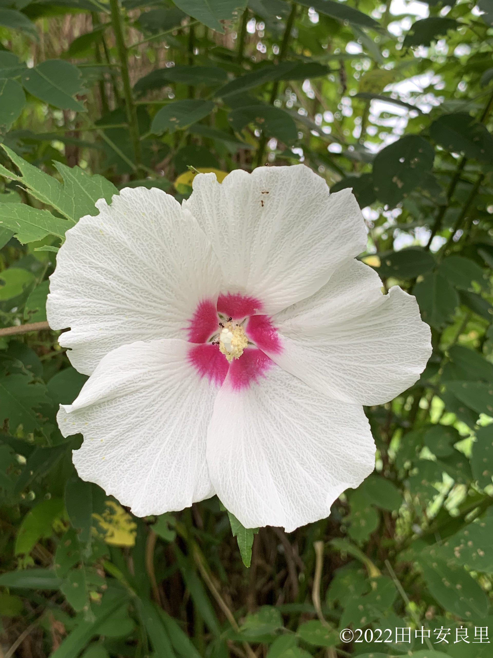 ソウタンムクゲの花の写真