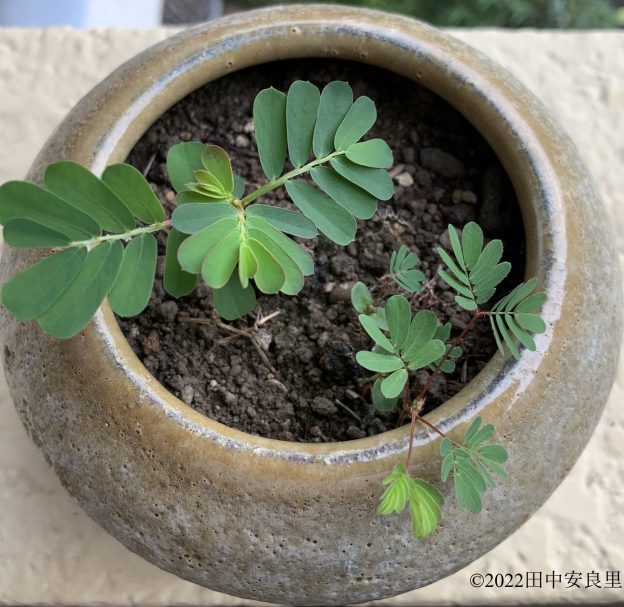 触ると葉が閉じるオジギソウの隣に、オジギソウにそっくりだけど触っても葉が閉じないコミカンソウが生える