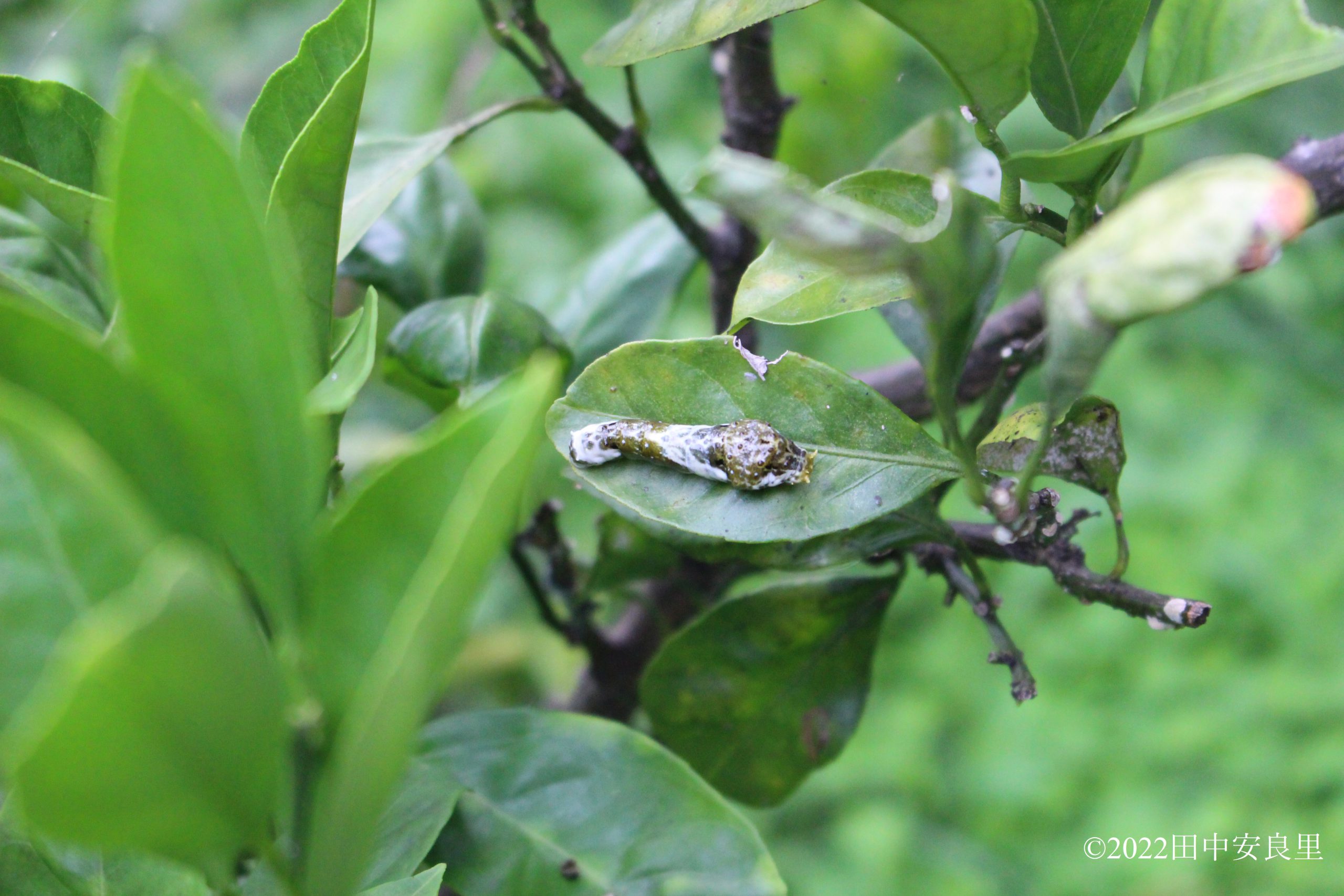 温州ミカンの葉の上のアゲハの幼虫の写真