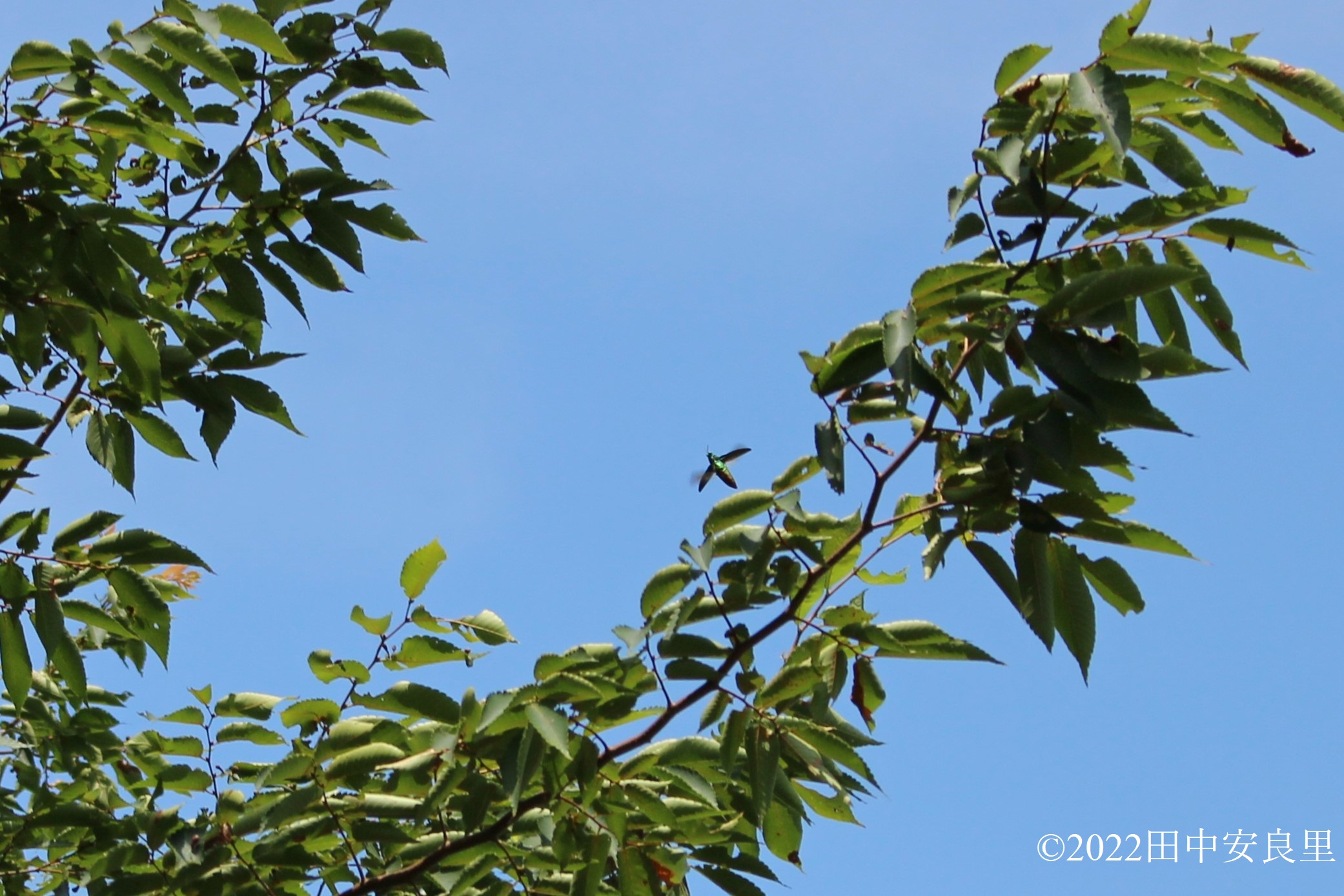 ケヤキの木のまわりを飛ぶタマムシの写真