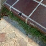 階段に落ちていたのは…ヒラタクワガタ!?