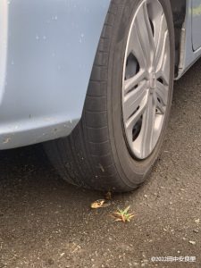 車のタイヤの側で仰向けになっている羽化したばかりのセミ