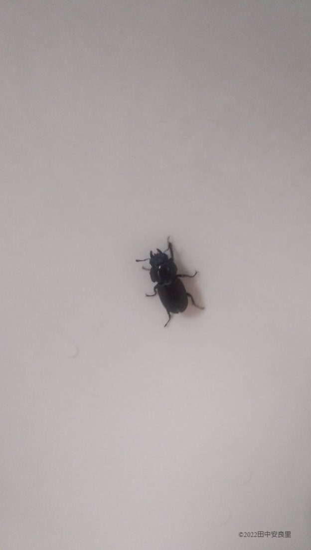 洗面所の洗面ボウルに落ちていたコクワガタのメスを救出する