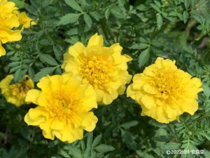 マリーゴールドの花の写真
