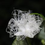 カラスウリの花の造形美が宇宙すぎる件