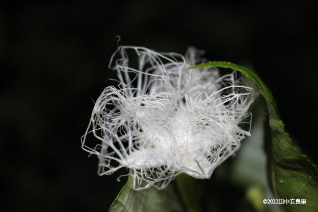 カラスウリの花