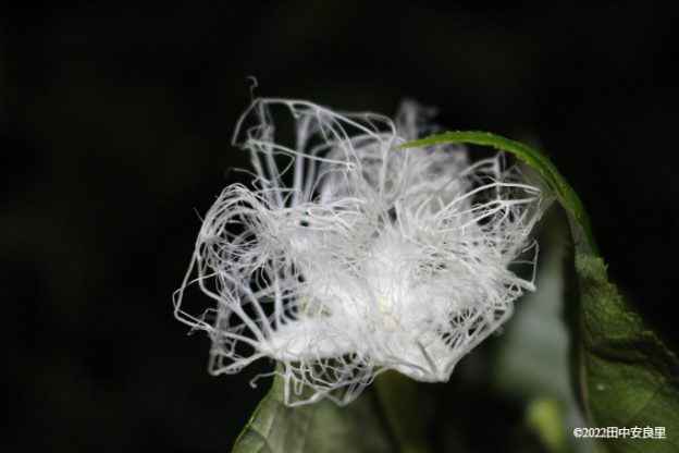 夜にしか咲かない白いレースのような幻想的な一日花、カラスウリの花が咲く