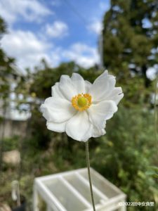 シュウメイギクの花