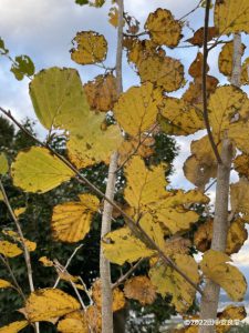 マンサクの紅葉