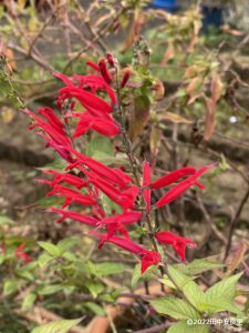 パイナップルセージの花