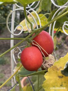 カラスウリの実