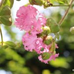 サルスベリ：花の縮れ具合が絶妙！猿も滑る幹に、明るいピンクの花が百日咲く。ヨーロッパで見るとちょっと不思議な感じ