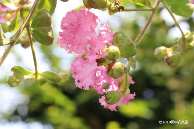 サルスベリ:花の縮れ具合が絶妙!猿も滑る幹に、明るいピンクの花が百日咲く。ヨーロッパで見るとちょっと不思議な感じ