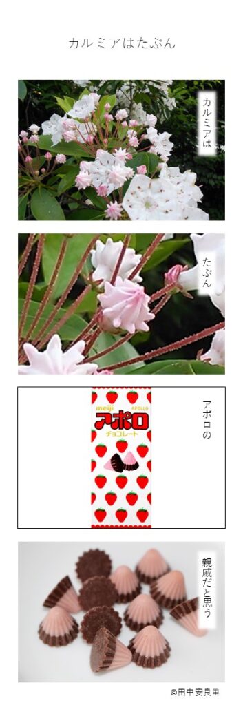 カルミアは たぶん アポロの 親戚だと思う