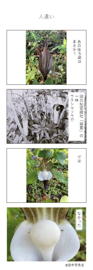 あの後ろ姿は まさか! 謎の秘密結社「龍宮」の一味 ウラシマソウ⁉ では なかった