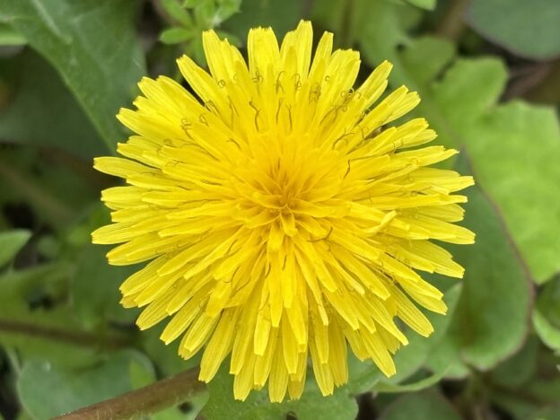 セイヨウタンポポ