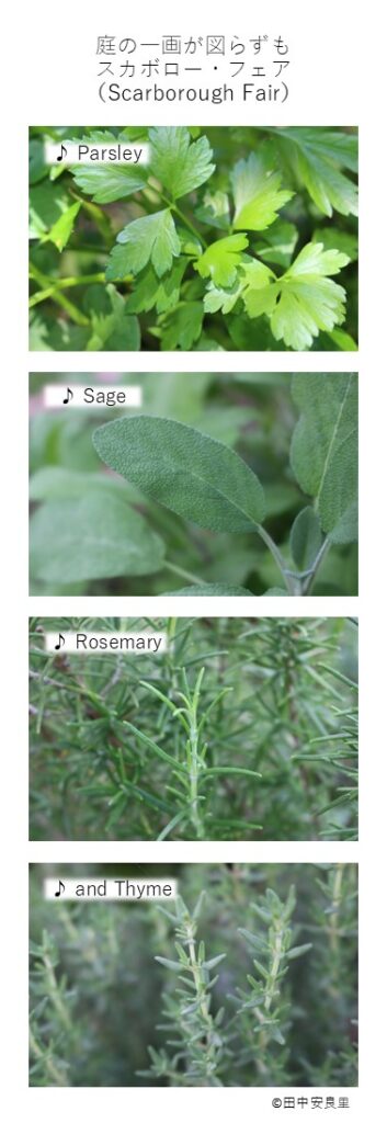 Parsley Sage Rosemary and Thyme