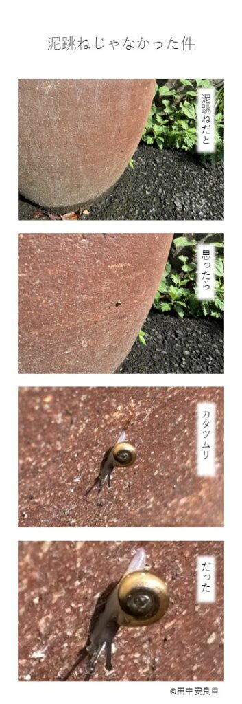泥跳ねだと 思ったら カタツムリ だった